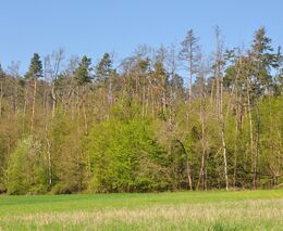 Zdravotní stav lesů se v posledních pěti letech zlepšuje. Jaký můžeme očekávat další vývoj?