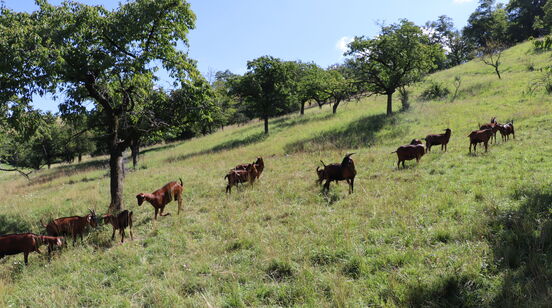 Co Alenka nalezla za zrcadlem aneb Etnologové v útočišti selského rozumu III.