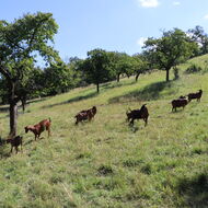 Co Alenka nalezla za zrcadlem aneb Etnologové v útočišti selského rozumu III.