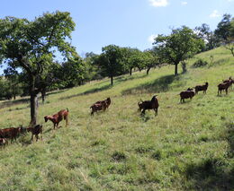 Co Alenka nalezla za zrcadlem aneb Etnologové v útočišti selského rozumu III.
