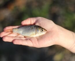 Vědci chtějí zachránit karase v Česku. Bez pomoci veřejnosti to nepůjde