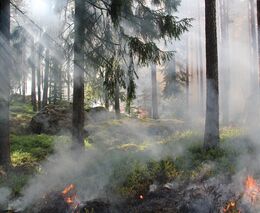 Lesy v plamenech: Požáry napříč pěti kraji znovu otevírají otázku odolnosti české krajiny