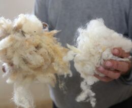 Jihočeská tkalcovna chce nabízet ovčí vlnu na zateplování domů