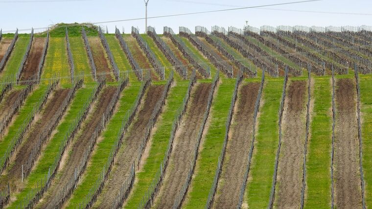 Kontrolní ústav: Vinaři letos znovu nevyčerpají kvótu pro výsadbu vinic