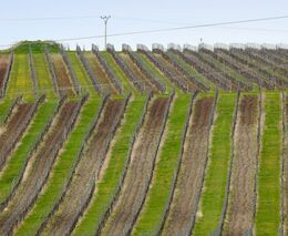 Kontrolní ústav: Vinaři letos znovu nevyčerpají kvótu pro výsadbu vinic