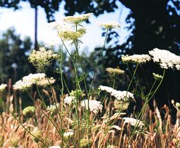 Nedílnou součástí plevelových společenstev jsou plevele z čeledi Apiaceae – Miříkovité 