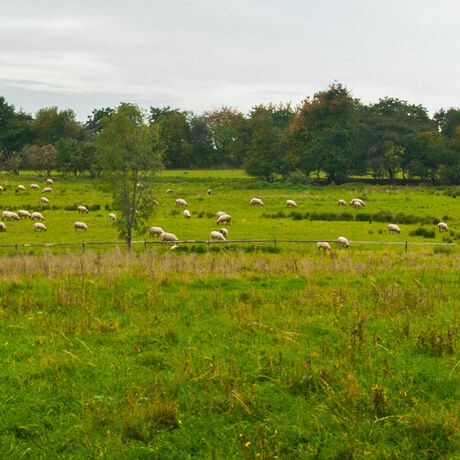 Statek Počepických