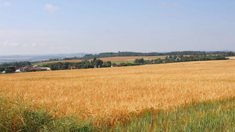 Naši zemědělci loňský rok zvládli výborně, zemědělství se dařilo