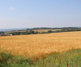 Naši zemědělci loňský rok zvládli výborně, zemědělství se dařilo