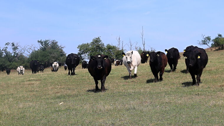 Pro hovězí si lidé jezdí přímo na farmu. Terčovi jinak prodávat nechtějí