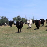 Pro hovězí si lidé jezdí přímo na farmu. Terčovi jinak prodávat nechtějí