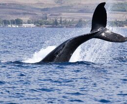 Velrybí trus je hnojivo, zjistil německý vědec Smetacek. Umělé výkaly by mohly zachránit planetu
