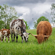 Veterinární správa digitalizuje služby pro chovatele, myslivce i potravináře 