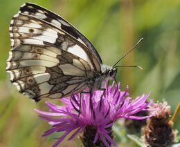 Vzácné housenky se z krabiček dostávají do přírody Českého krasu