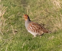 Pozvánka na webinář „Využití nástroje FEAST pro hodnocení vhodnosti stanovišť pro koroptev polní“