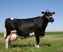 Produkci mléka na rodinné farmě řídí roboti. Krávy si mohou dopřát i odpočinek