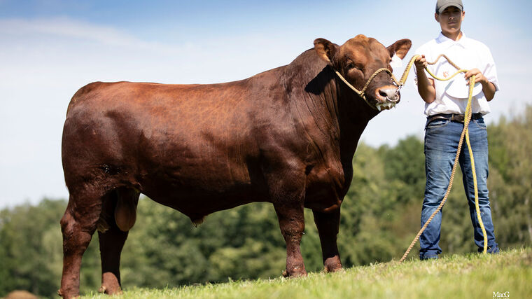 Svod plemenných býků Aberdeen Angus