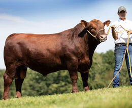 Svod plemenných býků Aberdeen Angus