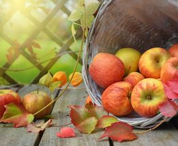 Pozvánka na akci „Pomologické dny: Podzim v zahradě“