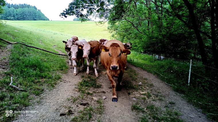Šťastná: Ekofarmy v ČR přibývají, v současném tempu ale unijního cíle 25 % nedosáhneme