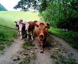 Šťastná: Ekofarmy v ČR přibývají, v současném tempu ale unijního cíle 25 % nedosáhneme