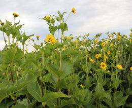 Den otevřených dveří na farmě Václava Velety