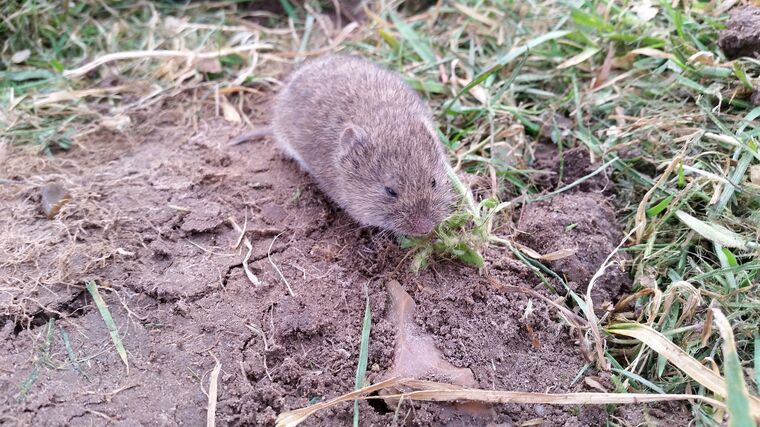 Workshop „Využití repelentních rostlin pro tlumení populací hraboše polního“