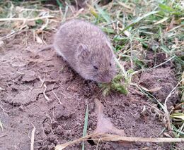 Workshop „Využití repelentních rostlin pro tlumení populací hraboše polního“