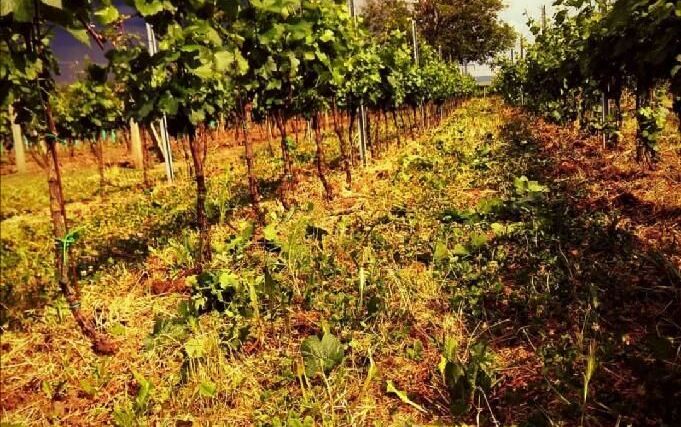 Výzkumná stanice vinařská Karlštejn nabídne jediný pravý burčák ze zdejších vinic