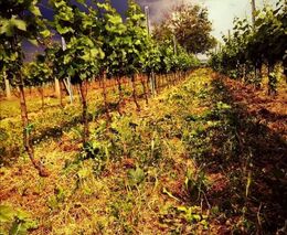 Výzkumná stanice vinařská Karlštejn nabídne jediný pravý burčák ze zdejších vinic