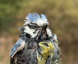 Lepící pasti i přes zákazy dál týrají zvířata