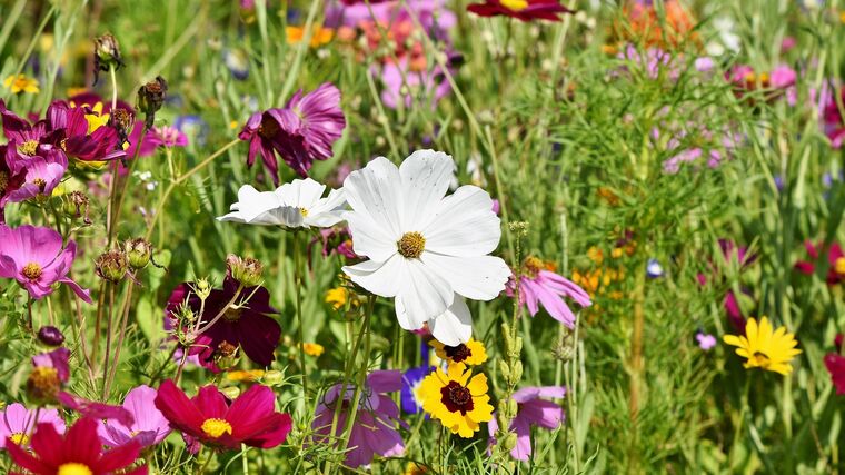 Nová naděje. Botanici věří, že jim AI pomůže se záchranou ohrožených druhů