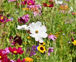 Nová naděje. Botanici věří, že jim AI pomůže se záchranou ohrožených druhů