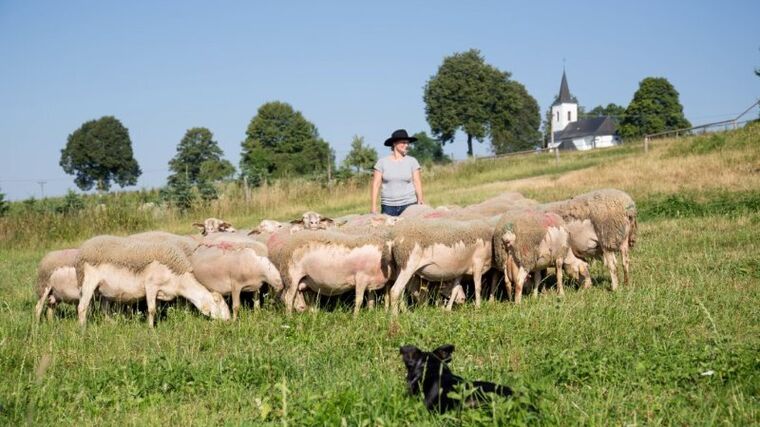 Moravskoslezský kraj rozdělí farmářům až čtyři miliony korun na ochranu stád