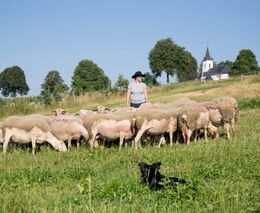 Moravskoslezský kraj rozdělí farmářům až čtyři miliony korun na ochranu stád