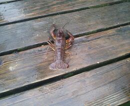 MŽP spustilo formulář k registraci invazních druhů zvířat v zájmovém chovu