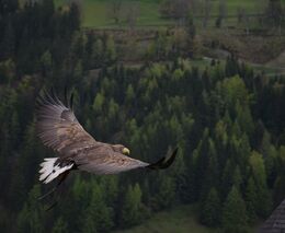 V rezervaci u Milovic poprvé zaznamenali orla mořského