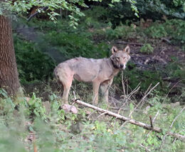 Rehabilitovaný vlk z Krušných hor se pohybuje v Sasku