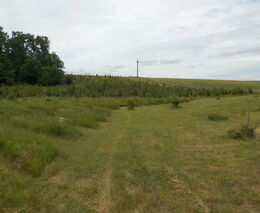 Jak na zalesňování zemědělských půd? III. díl  