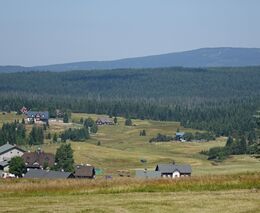 Borovice rumelská prosperuje na bývalé rozsáhlé imisní holině v Jizerských horách
