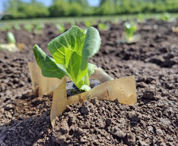 Vědci vyvíjejí bio-fólie, které mohou nahradit plasty v zemědělství