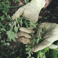 Nejvyšší soud USA se postavil na stranu výrobce herbicidu Roundup