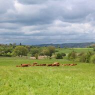 Zemědělská politika EU je moloch, její zachování je ale v bytostném zájmu ČR, říká Maier