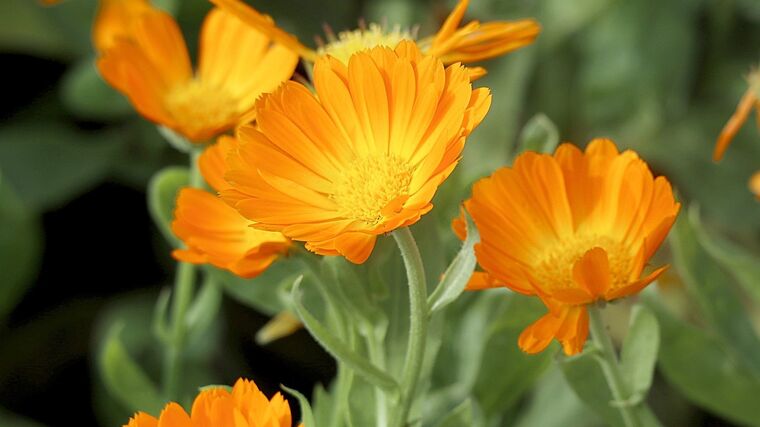 Vlachovická Květomluva je nejlepší ekofarmou roku, chce se zdokonalovat 