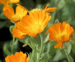 Vlachovická Květomluva je nejlepší ekofarmou roku, chce se zdokonalovat