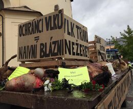 Farmáři vezli Náchodem zabité ovce. Protestovali proti vlkům i politikům