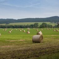 Letošní horka si vybírají daň. Dražší seno může vést k redukci chovů na farmách