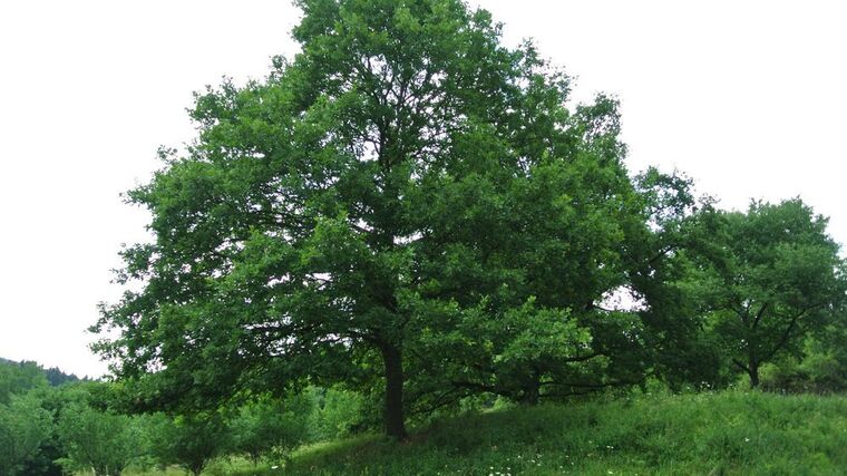 Agrolesnictví – stromy na louky a pastviny