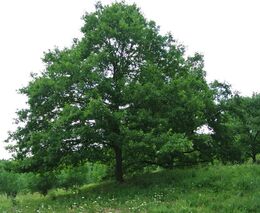 Agrolesnictví – stromy na louky a pastviny