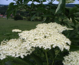 Ovocnářův rok – duben a květen (jaro)
